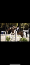  Jument CSO 10 ans &ndash; Zangersheide 