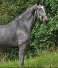 Pur-sang lusitanien de 3 ans 