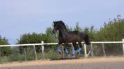 KWPN 3y 1.68m TOP CARACTER