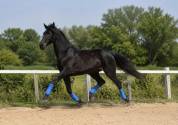KWPN 3y 1.68m TOP CARACTER