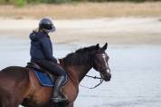 Hongre de 14 ans &agrave; vendre pour loisirs