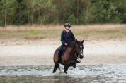 Hongre de 14 ans &agrave; vendre pour loisirs