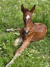 Pouliche 