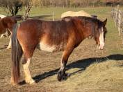 Jument Welsh type cob (WTC) 2017