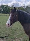 Jument Welsh type cob (WTC) 2017