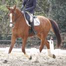 Hongre Oldenbourg 12 ans 