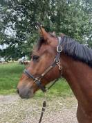 Poney D 