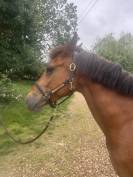 Ponette D 