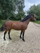 Poney C 