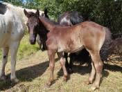 Chevaux 