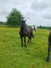 Chevaux 