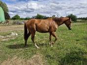 Jument pur-sang 2 ans