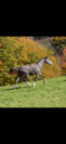 Cheval poulain m&acirc;le cso
