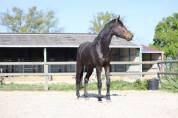 Cheval de dressage kwpn