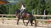 Cheval de dressage kwpn