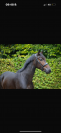 Cheval de dressage kwpn