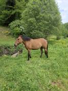 Petite jument 1.47m