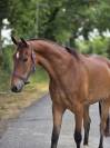 Cheval de loisirs