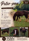 Poulain &Eacute;talon irish cob 