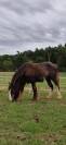 Poulain &Eacute;talon irish cob 