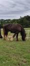 Poulain &Eacute;talon irish cob 
