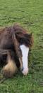 Poulain &Eacute;talon irish cob 