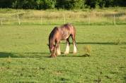 Poulain &Eacute;talon irish cob 