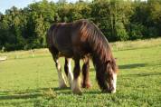 Puledro Gypsy Cob In vendita 2025 Baio scuro ,  Cillbarra Master Of Poppets