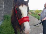 Puledro Gypsy Cob In vendita 2025 Baio scuro ,  Cillbarra Master Of Poppets