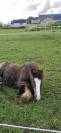 Puledro Gypsy Cob In vendita 2025 Baio scuro ,  Cillbarra Master Of Poppets