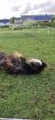 Puledro Gypsy Cob In vendita 2025 Baio scuro ,  Cillbarra Master Of Poppets