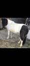 Poney de compagnie 