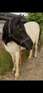 Poney de compagnie 