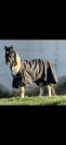 Poney de compagnie 
