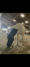 Poney de compagnie 