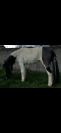 Poney de compagnie 