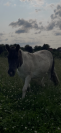 Poney de compagnie 