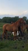 6yo unbroken chestnut mare