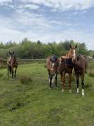 6yo unbroken chestnut mare