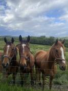3 unbroken bay mares 