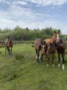 3 unbroken bay mares 