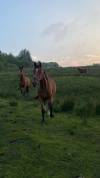 3 unbroken bay mares 