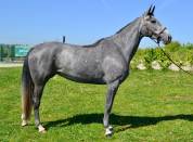 Magnifique jument de 4 ans 