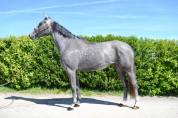 Magnifique jument de 4 ans 
