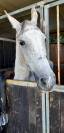 Cavallo grigio