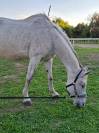 Cavallo grigio