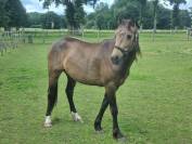 PONEY DE SPORT grandes origines