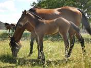 Poulain SF Itoki de Riverland 