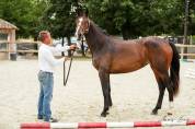 TOP Jument SF par Qlassic Bois Margot