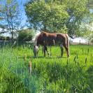 Ponette de loisir 12 ans 1m37
